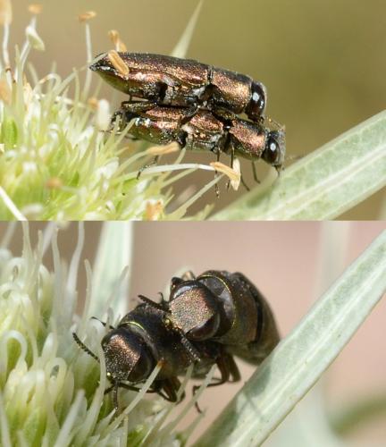 Réf. 210 480 : Agrilus sp.